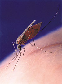   Malaria 121202052816eQub.jpg