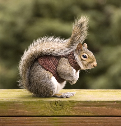   2015 Photos squirrels 130330222622MpDB.jpg
